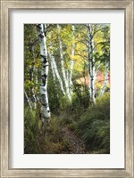 Framed Birch Path III