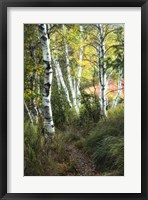 Framed Birch Path III