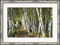 Framed Walk Through the Birch Trees