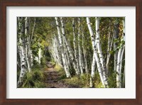 Framed Walk Through the Birch Trees