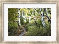 Framed Birch Trees & Tall Grass