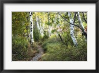 Framed Birch Trees & Tall Grass