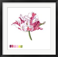 Brighton Blooms V Framed Print