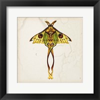 Butterfly Study I Framed Print