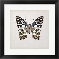 Framed Butterfly Study II