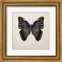 Framed Butterfly Study III