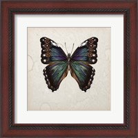 Framed Butterfly Study III