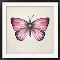 Framed Butterfly Study IV
