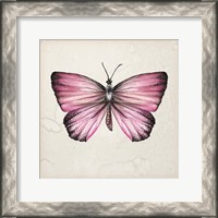 Framed Butterfly Study IV