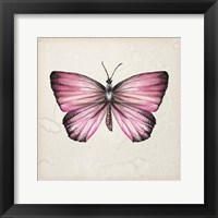 Framed Butterfly Study IV