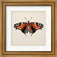 Framed Butterfly Study V