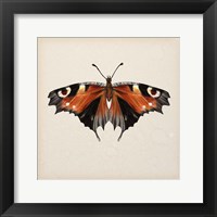 Framed Butterfly Study V