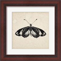 Framed Butterfly Study VI