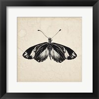 Framed Butterfly Study VI