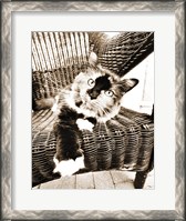 Framed Kitty IV