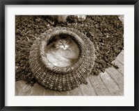 Framed Cat in a Basket