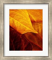 Framed Leaves