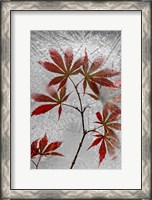 Framed Red Maple