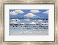 Framed Cantus Arcticus - Concerto For Birds