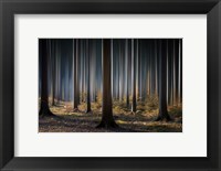 Framed Mystic Wood