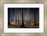 Framed Mystic Wood
