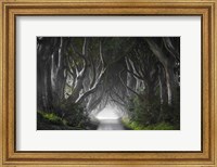 Framed Dark Hedges