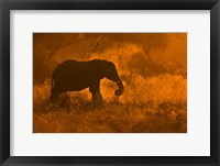 Framed Golden Elephant In Savute