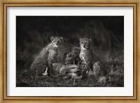 Framed Cheetah Cubs