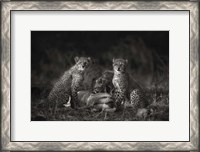 Framed Cheetah Cubs