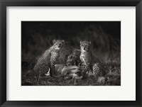 Framed Cheetah Cubs