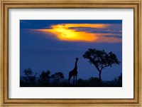 Framed Giraffe At Sunset