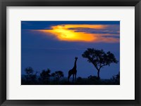 Framed Giraffe At Sunset