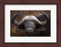 Framed Buffalo Portrait
