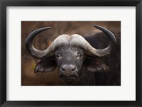 Framed Buffalo Portrait