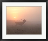 Framed Misty Morning Stag