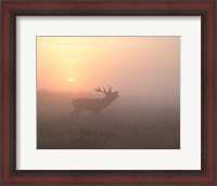 Framed Misty Morning Stag
