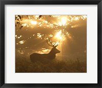 Framed Ghost Of The Forest