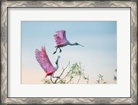 Framed Rosy Pair (Roseate Spoonbills)