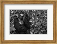 Framed Kwitonda Silverback