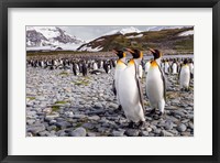 Framed Penguins Of Salisbury Plain