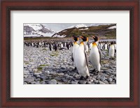 Framed Penguins Of Salisbury Plain