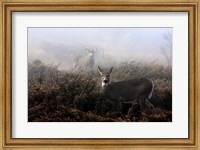 Framed White-Tailed Deer
