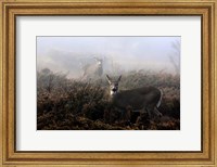 Framed White-Tailed Deer