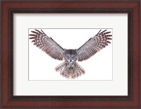 Framed Power - Great Grey Owl