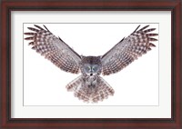 Framed Power - Great Grey Owl