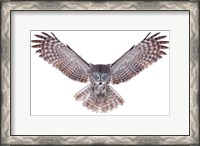 Framed Power - Great Grey Owl
