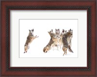 Framed Choir - Coyotes