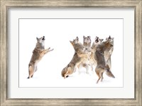 Framed Choir - Coyotes