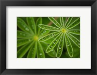 Framed Pearly Lupine