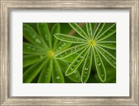 Framed Pearly Lupine